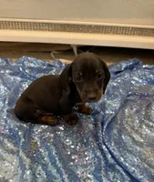 Vega, a male Dachshund for sale in Lucedale, MS – 3 of 5