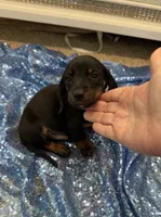 Vega, a male Dachshund for sale in Lucedale, MS – 5 of 5