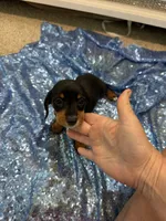 Luna, a female Dachshund for sale in Lucedale, MS – 6 of 9