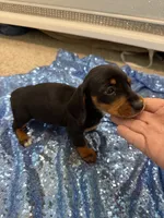 Luna, a female Dachshund for sale in Lucedale, MS – 1 of 9