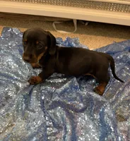 Mizar, a male Dachshund for sale in Lucedale, MS – 5 of 8