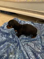 Avior, a female Dachshund for sale in Lucedale, MS – 5 of 9