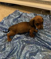 Adara , a female Dachshund for sale in Lucedale, MS – 2 of 4