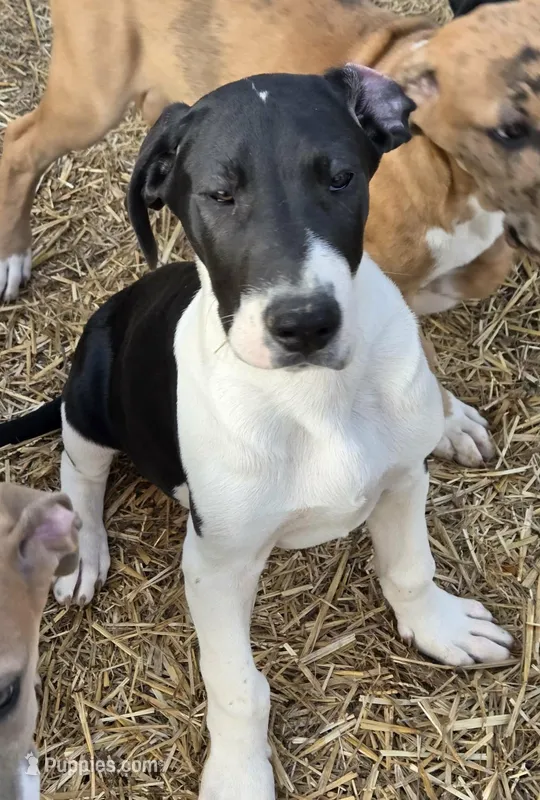 Silver – Great Dane puppy for sale in Indian Mound, TN