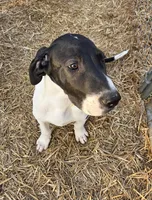 Silver, a male Great Dane for sale in Indian Mound, TN – Photo 5 of 7