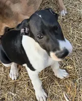 Silver, a male Great Dane for sale in Indian Mound, TN – Photo 4 of 7