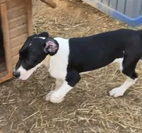 Silver, a male Great Dane for sale in Indian Mound, TN – Photo 2 of 7