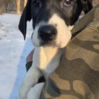 Silver, a male Great Dane for sale in Indian Mound, TN – Photo 1 of 7