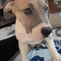 Red, a male Great Dane for sale in Indian Mound, TN – Photo 2 of 8