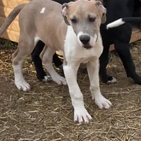 Red, a male Great Dane for sale in Indian Mound, TN – Photo 1 of 8