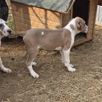 Red, a male Great Dane for sale in Indian Mound, TN – Photo 5 of 8