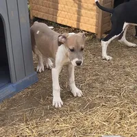 Red, a male Great Dane for sale in Indian Mound, TN – Photo 3 of 8