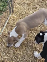 Red, a male Great Dane for sale in Indian Mound, TN – Photo 7 of 8