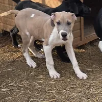 Red, a male Great Dane for sale in Indian Mound, TN – Photo 4 of 8
