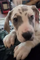 processed/9b93fd80-2a76-4b14-a8f2-6e598eedd12b/listing/5a167e8a-8f76-48f6-be8e-6d097235d8f7/7b3df313-8230-4d4b-8297-e802d9aa2ce7