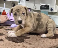 Orange, a male Great Dane for sale in Indian Mound, TN – Photo 3 of 10