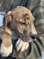 Orange, a male Great Dane for sale in Indian Mound, TN – Photo 10 of 10