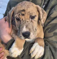 Orange, a male Great Dane for sale in Indian Mound, TN – Photo 4 of 10