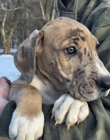 Orange, a male Great Dane for sale in Indian Mound, TN – Photo 2 of 10