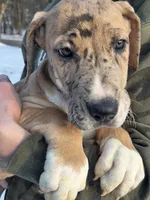 Orange, a male Great Dane for sale in Indian Mound, TN – Photo 8 of 10