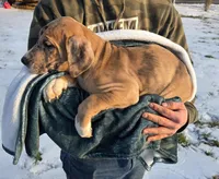 Orange, a male Great Dane for sale in Indian Mound, TN – Photo 1 of 10