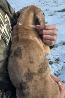 Orange, a male Great Dane for sale in Indian Mound, TN – Photo 9 of 10