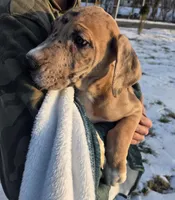 Orange, a male Great Dane for sale in Indian Mound, TN – Photo 5 of 10