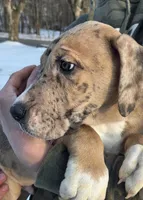 Orange, a male Great Dane for sale in Indian Mound, TN – Photo 7 of 10