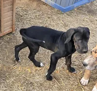 Cream, a female Great Dane for sale in Indian Mound, TN – Photo 9 of 9