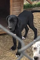 Cream, a female Great Dane for sale in Indian Mound, TN – Photo 8 of 9