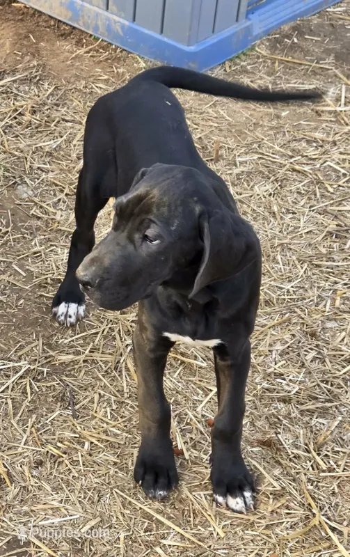 Cream – Great Dane puppy for sale in Indian Mound, TN
