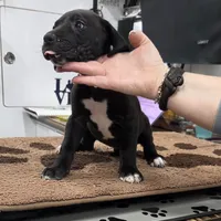 Cream, a female Great Dane for sale in Indian Mound, TN – Photo 2 of 9
