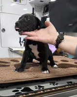 processed/9b93fd80-2a76-4b14-a8f2-6e598eedd12b/listing/a6531a46-f5ca-403b-8c8e-5b37889f5050/45644d42-8d21-4385-a5ab-2876637bc575