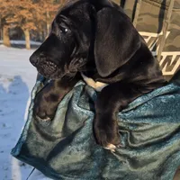 Cream, a female Great Dane for sale in Indian Mound, TN – Photo 1 of 9