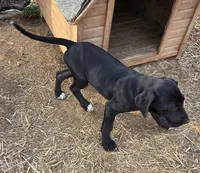 Cream, a female Great Dane for sale in Indian Mound, TN – Photo 3 of 9