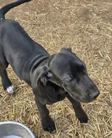 Cream, a female Great Dane for sale in Indian Mound, TN – Photo 6 of 9