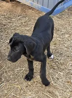 Cream, a female Great Dane for sale in Indian Mound, TN – Photo 7 of 9