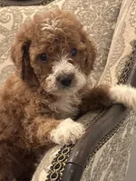 Betty(free delivery to Chicago area, a female Miniature Goldendoodle for sale in Chicago, IL – 2 of 7