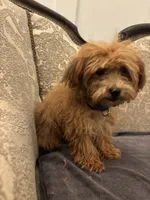 Bobby(free delivery to Chicago , a male Maltipoo and Maltese for sale in Chicago, IL – 9 of 9