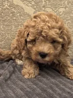 Fonzie(free delivery to Chicago area , a male Cavapoo for sale in Chicago, IL – 7 of 8