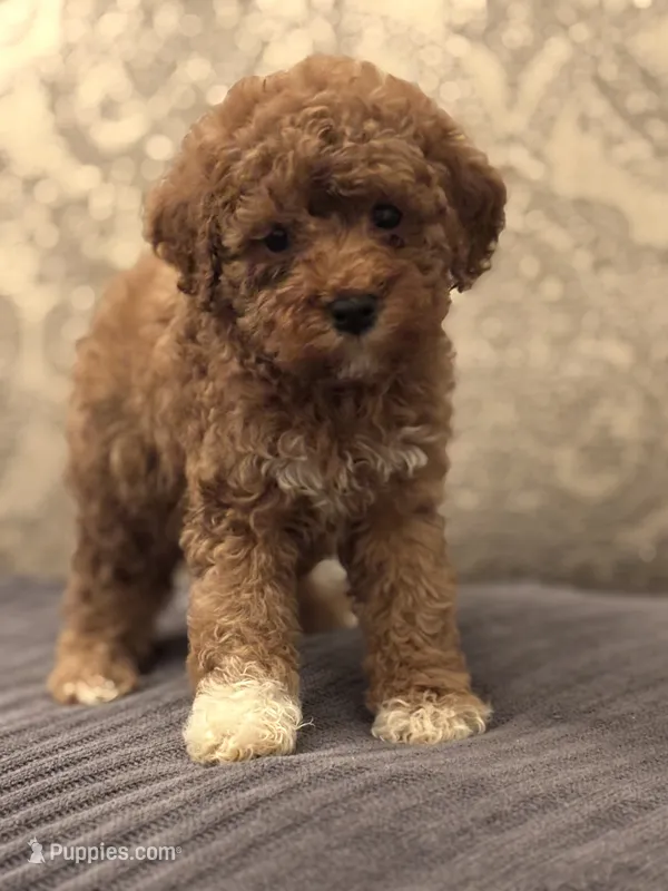 Cami(free delivery to Chicago area – Goldendoodle, Miniature Goldendoodle puppy for sale in Chicago, IL