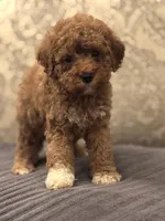 Cami(free delivery to Chicago area, a female Miniature Goldendoodle for sale in Chicago, IL – 2 of 8