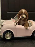 Norman(free delivery to Chicago area, a male Miniature Goldendoodle for sale in Chicago, IL – 3 of 9