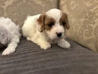 Emily , a female Cavapoo for sale in Chicago, IL – Photo 2 of 4