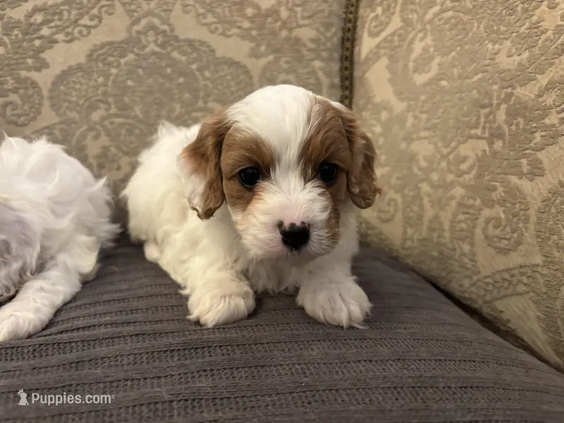 Emily  – Cavapoo puppy for sale in Chicago, IL