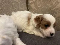 Emily , a female Cavapoo for sale in Chicago, IL – Photo 3 of 4