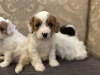 Emily , a female Cavapoo for sale in Chicago, IL – Photo 1 of 4