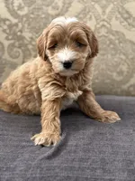 Joey, a male Cavapoo and Cavalier King Charles Spaniel for sale in Chicago, IL – 7 of 7