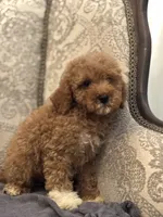 Cami(free delivery to Chicago area, a female Poodle - Miniature  and Miniature Goldendoodle for sale in Chicago, IL – 6 of 9