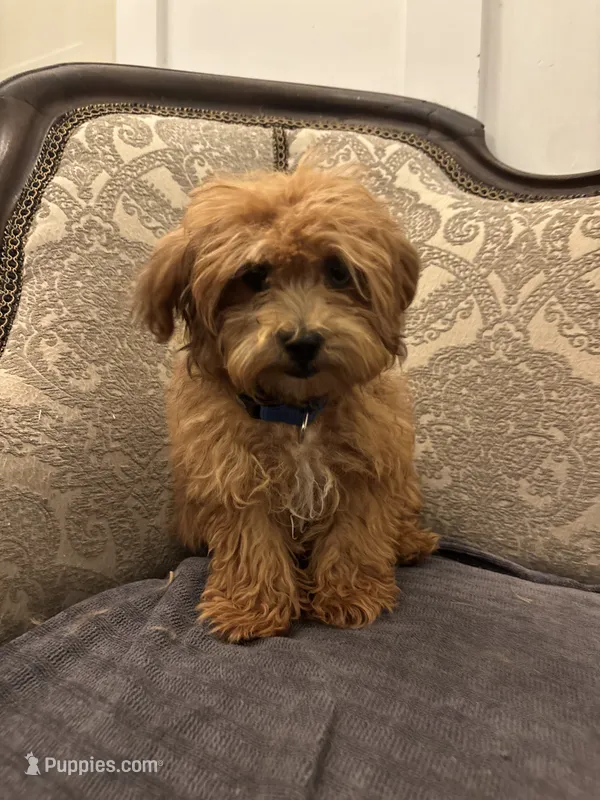 Bobby(free delivery to Chicago  – Maltipoo, Maltese puppy for sale in Chicago, IL